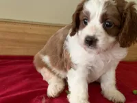 Buzz, a male Cavapoo and Poodle - Toy  for sale in Spring Hill, FL – Photo 1 of 4