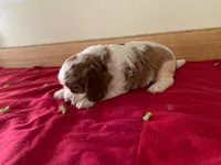 Buzz, a male Cavapoo and Poodle - Toy  for sale in Spring Hill, FL – Photo 2 of 4