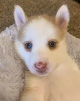 Paige blue eyes. REDUCED, a female Pomsky for sale in Spring Hill, FL – Photo 2 of 4