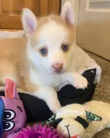 Paige blue eyes. REDUCED, a female Pomsky for sale in Spring Hill, FL – Photo 1 of 4