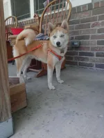 Paige blue eyes. REDUCED, a female Pomsky for sale in Spring Hill, FL – Photo 3 of 4