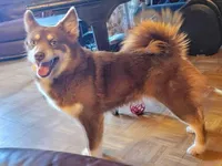 Paige blue eyes. REDUCED, a female Pomsky for sale in Spring Hill, FL – Photo 4 of 4