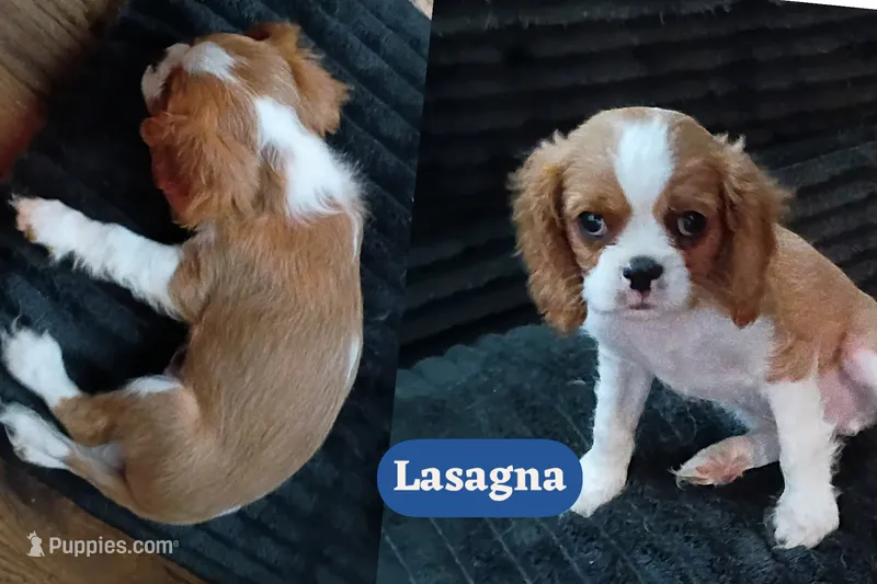 Lasagna  – Cavalier King Charles Spaniel puppy for sale in Spring Hill, FL