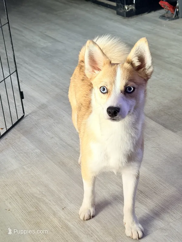 King Edmund  – Pomeranian, Pomsky puppy for sale in Spring Hill, FL