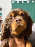 Crush, a male Cavalier King Charles Spaniel for sale in Spring Hill, FL – 2 of 4