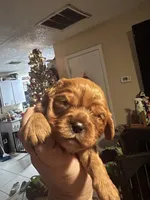 Louisa Bb gene, a female Cavalier King Charles Spaniel for sale in Spring Hill, FL – Photo 3 of 7