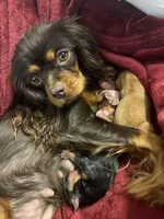 Louisa Bb gene, a female Cavalier King Charles Spaniel for sale in Spring Hill, FL – Photo 6 of 7