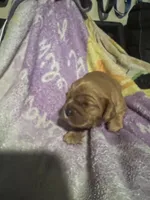 Louisa Bb gene, a female Cavalier King Charles Spaniel for sale in Spring Hill, FL – Photo 4 of 7