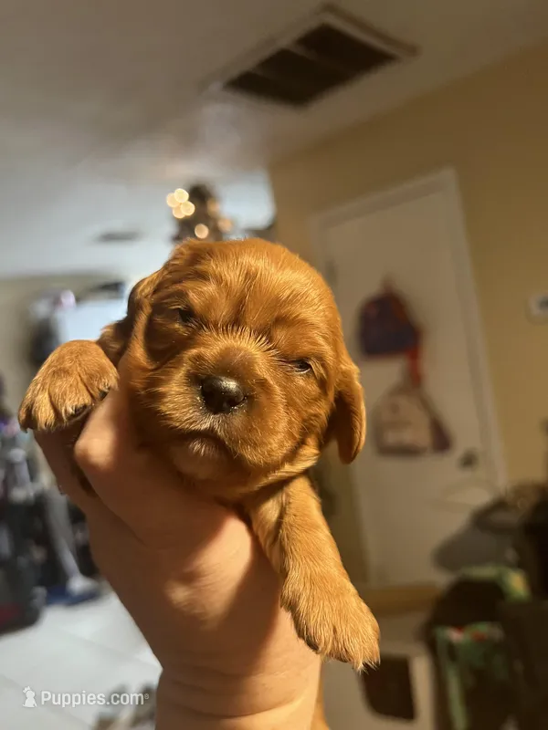Louisa Bb gene, a female Cavalier King Charles Spaniel for sale in Spring Hill, FL – Photo 1 of 7