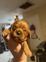 Louisa Bb gene, a female Cavalier King Charles Spaniel for sale in Spring Hill, FL – Photo 1 of 7