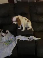 Louisa Bb gene, a female Cavalier King Charles Spaniel for sale in Spring Hill, FL – Photo 7 of 7