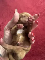 Louisa Bb gene, a female Cavalier King Charles Spaniel for sale in Spring Hill, FL – Photo 2 of 7