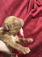 Louisa Bb gene, a female Cavalier King Charles Spaniel for sale in Spring Hill, FL – Photo 5 of 7