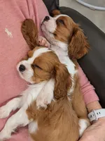 processed/9dfd8098-d03c-47eb-aa7f-0df344e9a7aa/facility/03099313-80fb-4638-941a-39206089f8df