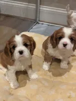 processed/9dfd8098-d03c-47eb-aa7f-0df344e9a7aa/facility/2591960c-23ef-4907-b38c-bf2c12e30fdd