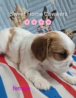 Grace AKC 🌸, a female Cavalier King Charles Spaniel for sale in Springville, AL – 7 of 7