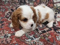 Theo AKC, a male Cavalier King Charles Spaniel for sale in Springville, AL – 7 of 10