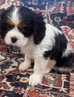 Teddy AKC, a male Cavalier King Charles Spaniel for sale in Springville, AL – 3 of 8
