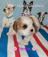 Grace AKC 🌸, a female Cavalier King Charles Spaniel for sale in Springville, AL – 3 of 7