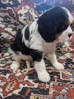 Teddy AKC, a male Cavalier King Charles Spaniel for sale in Springville, AL – 2 of 8
