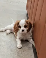 Theo AKC, a male Cavalier King Charles Spaniel for sale in Springville, AL – 2 of 10