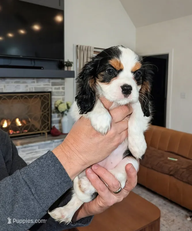 AKC💕 Emmylou 💕