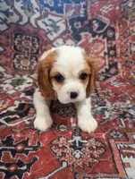 Theo AKC, a male Cavalier King Charles Spaniel for sale in Springville, AL – 4 of 10