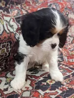 Teddy AKC, a male Cavalier King Charles Spaniel for sale in Springville, AL – 4 of 8