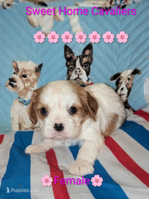 Grace AKC 🌸 – Cavalier King Charles Spaniel puppy for sale in Springville, AL