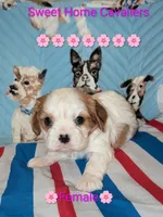 Grace AKC 🌸, a female Cavalier King Charles Spaniel for sale in Springville, AL – 1 of 7