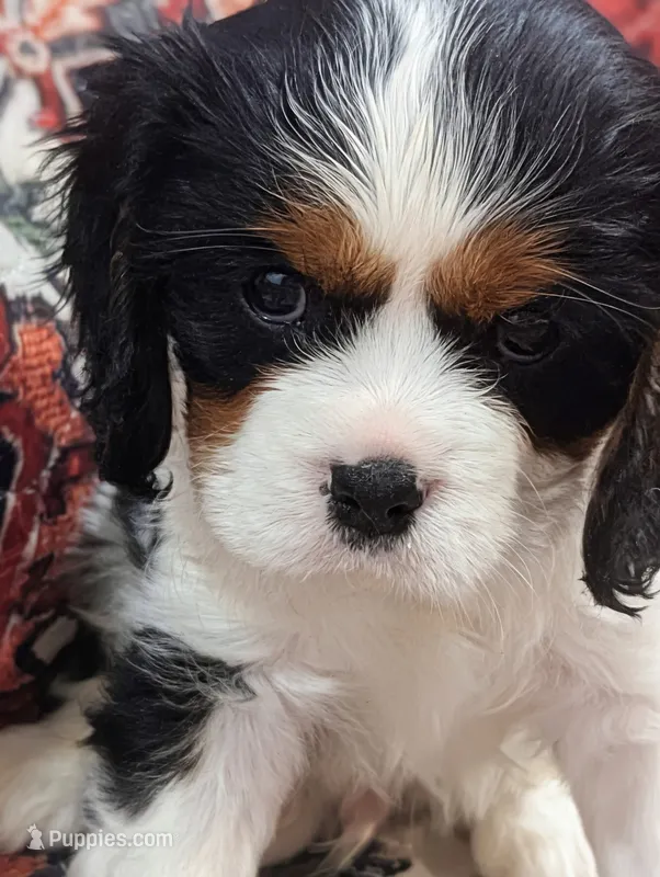 Teddy AKC – Cavalier King Charles Spaniel puppy for sale in Springville, AL