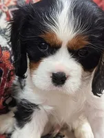 Teddy AKC, a male Cavalier King Charles Spaniel for sale in Springville, AL – 1 of 8