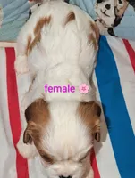 Grace AKC 🌸, a female Cavalier King Charles Spaniel for sale in Springville, AL – 2 of 7
