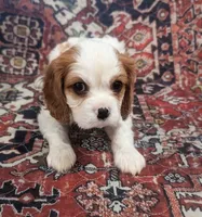 Theo AKC, a male Cavalier King Charles Spaniel for sale in Springville, AL – 5 of 10