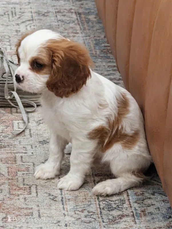 Theo AKC – Cavalier King Charles Spaniel puppy for sale in Springville, AL