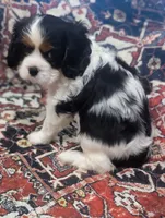 Teddy AKC, a male Cavalier King Charles Spaniel for sale in Springville, AL – 8 of 8