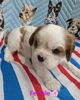 Grace AKC 🌸, a female Cavalier King Charles Spaniel for sale in Springville, AL – 5 of 7