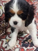 Teddy AKC, a male Cavalier King Charles Spaniel for sale in Springville, AL – 7 of 8
