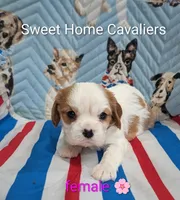 Grace AKC 🌸, a female Cavalier King Charles Spaniel for sale in Springville, AL – 4 of 7