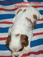Rayne AKC, a male Cavalier King Charles Spaniel for sale in Springville, AL – 2 of 3