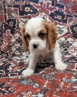 Theo AKC, a male Cavalier King Charles Spaniel for sale in Springville, AL – 6 of 10
