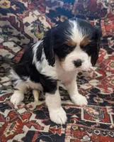 Teddy AKC, a male Cavalier King Charles Spaniel for sale in Springville, AL – 5 of 8