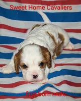 Rayne AKC, a male Cavalier King Charles Spaniel for sale in Springville, AL – 3 of 3