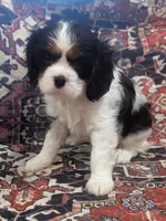 Teddy AKC, a male Cavalier King Charles Spaniel for sale in Springville, AL – 6 of 8