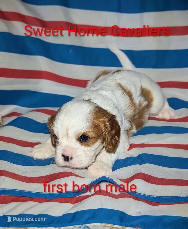 Rayne AKC – Cavalier King Charles Spaniel puppy for sale in Springville, AL