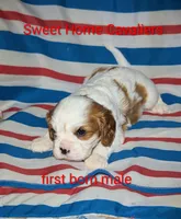 Rayne AKC, a male Cavalier King Charles Spaniel for sale in Springville, AL – 1 of 3