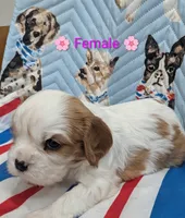 Grace AKC 🌸, a female Cavalier King Charles Spaniel for sale in Springville, AL – 6 of 7