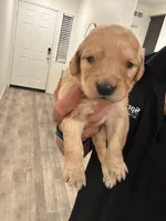 Golden doodles and golden retrievers , a female Goldendoodle and Golden Retriever for sale in San Jacinto, CA – Photo 8 of 10