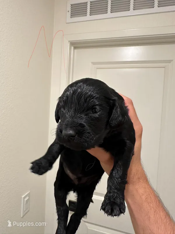 Golden doodles and golden retrievers  – Goldendoodle, Golden Retriever puppy for sale in San Jacinto, CA
