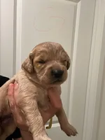Golden doodles and golden retrievers , a female Goldendoodle and Golden Retriever for sale in San Jacinto, CA – Photo 3 of 10